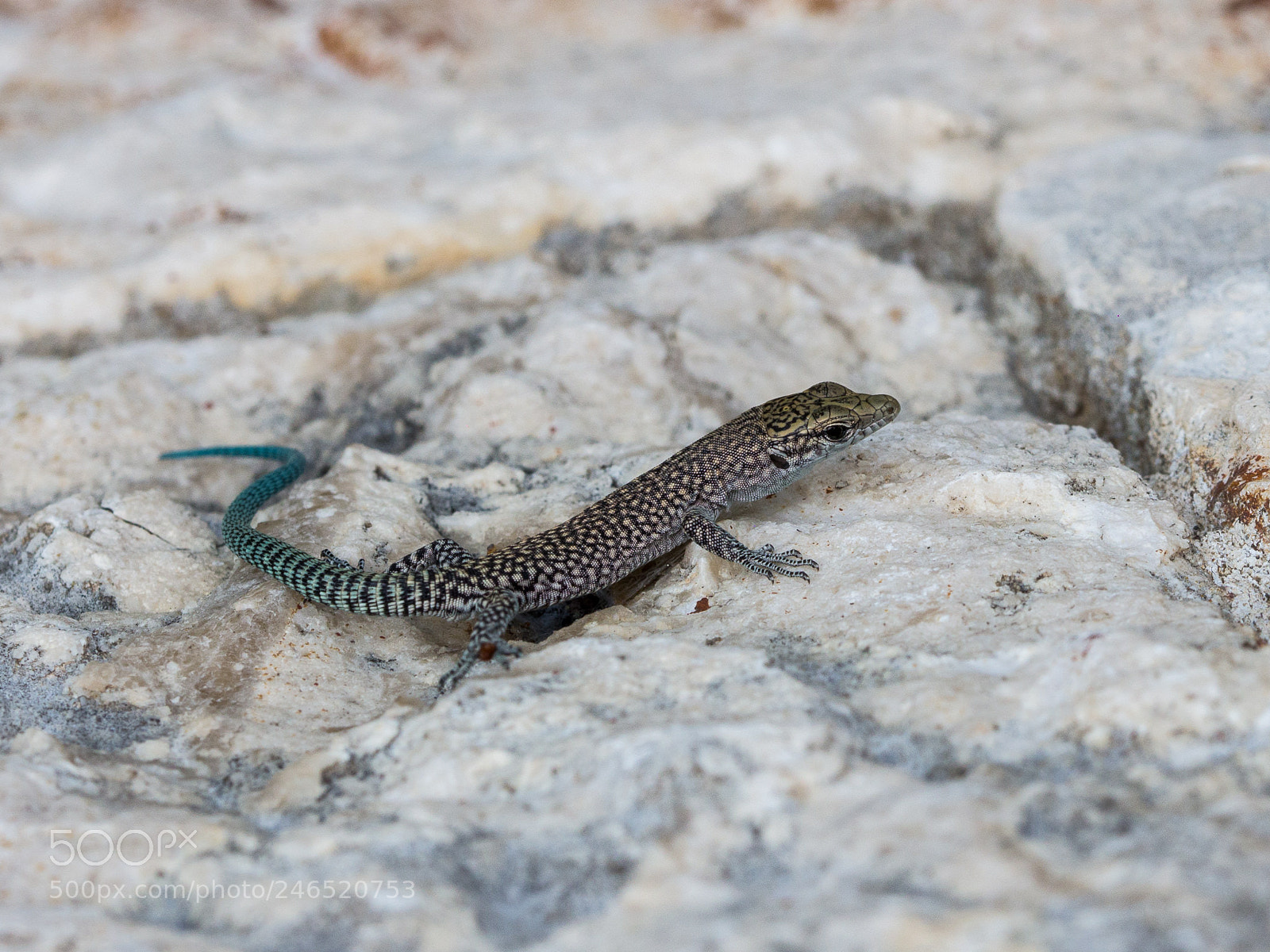 Canon EOS 60D sample photo. Wall lizard photography