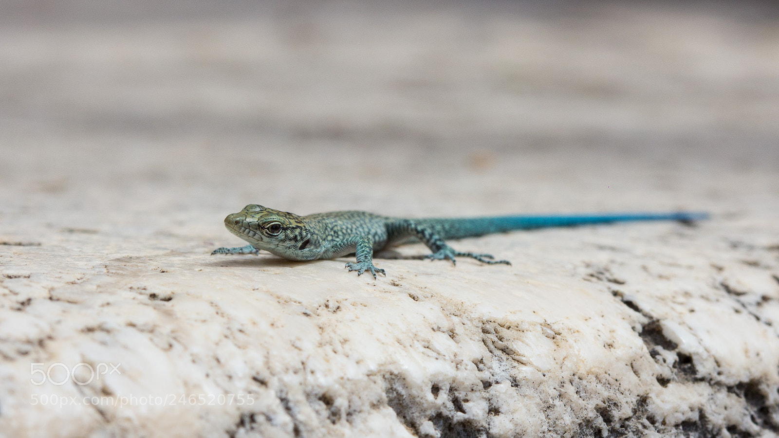 Canon EOS 60D sample photo. Young wall lizard photography