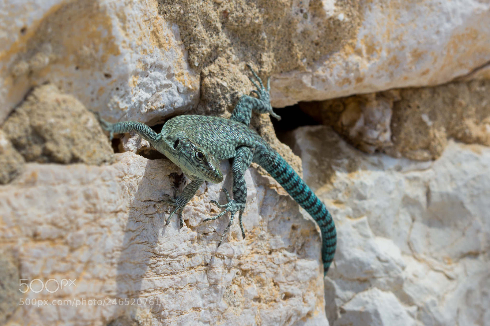 Canon EOS 60D sample photo. Wall lizard photography