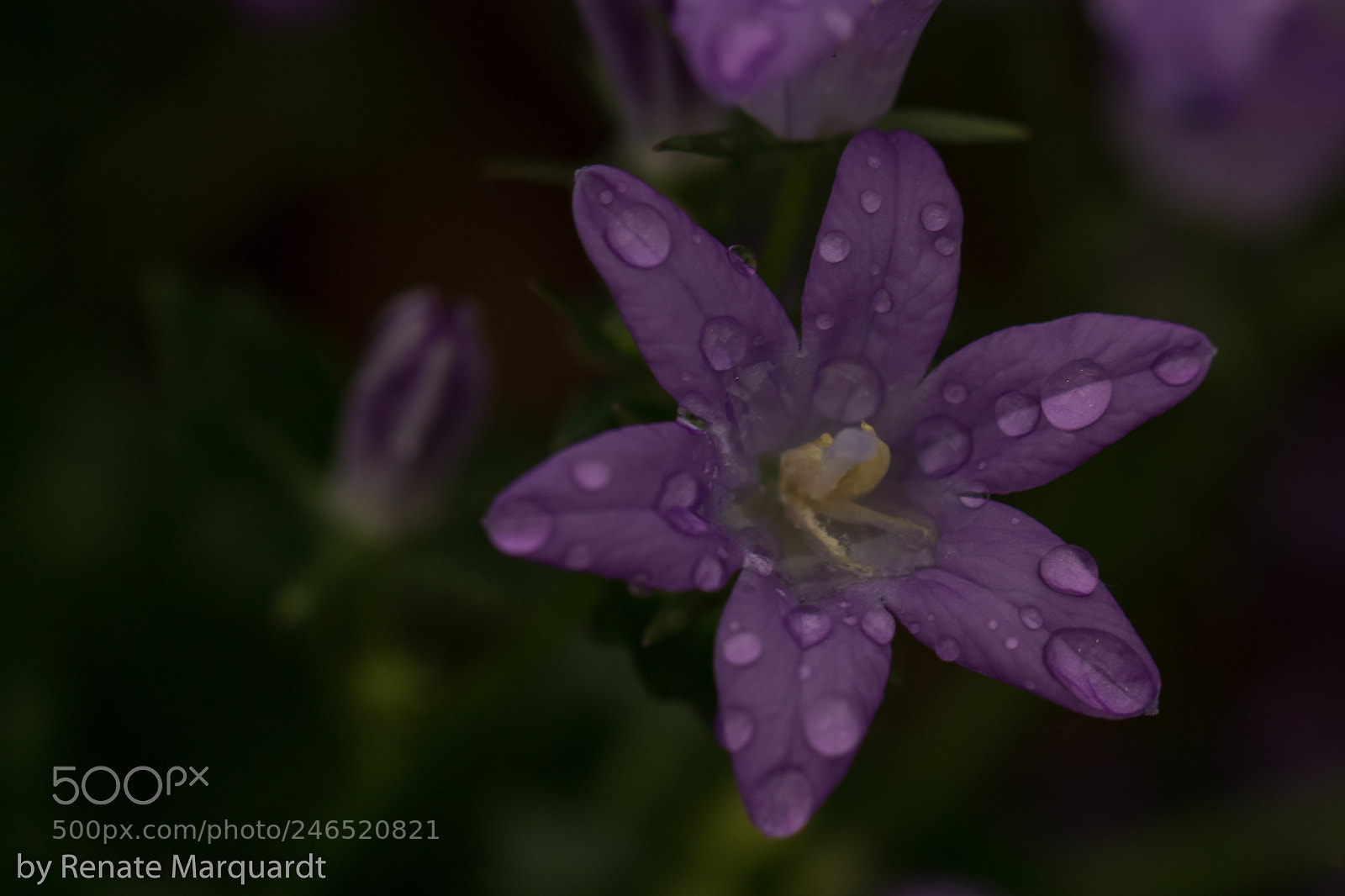 Canon EOS 7D Mark II sample photo. Drops.... photography