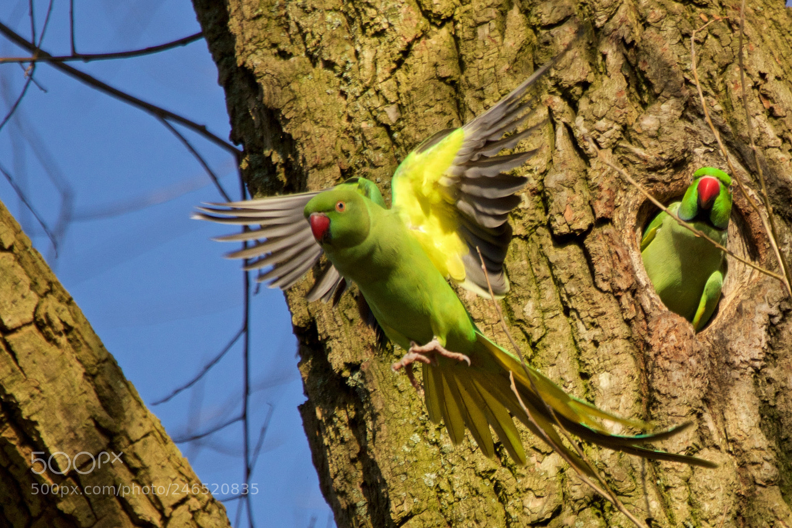 Canon EOS 7D Mark II sample photo. Halsbandparkiet. photography