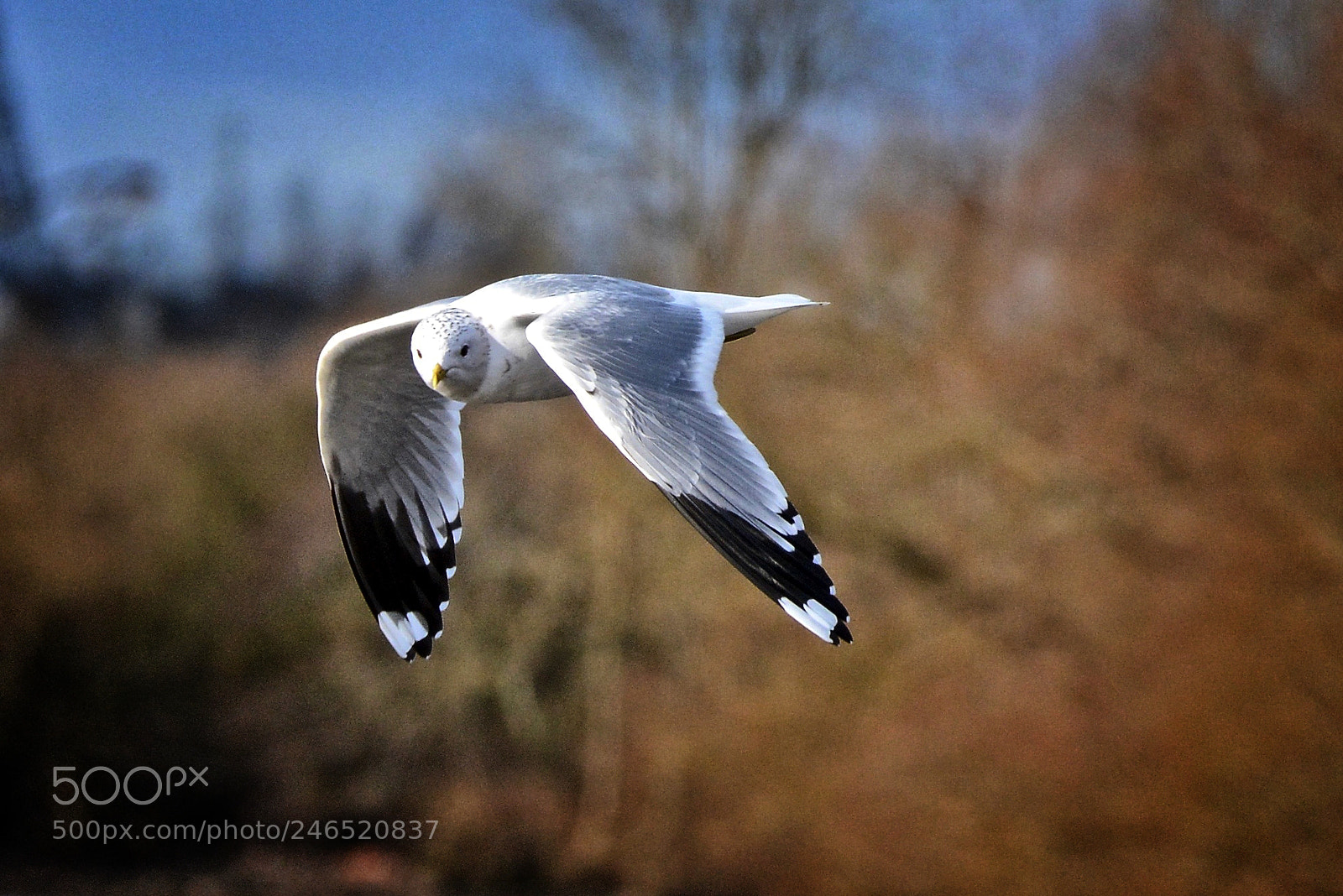Nikon D7100 sample photo. Gull photography