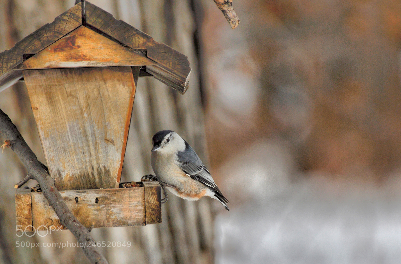 Nikon D90 sample photo. White breasted nuthatch photography