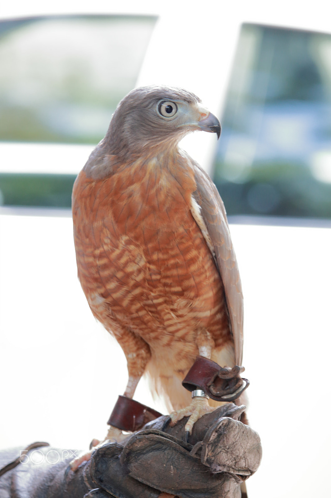 Canon EF-S 55-250mm F4-5.6 IS STM sample photo. A roadside hawk on the glove photography