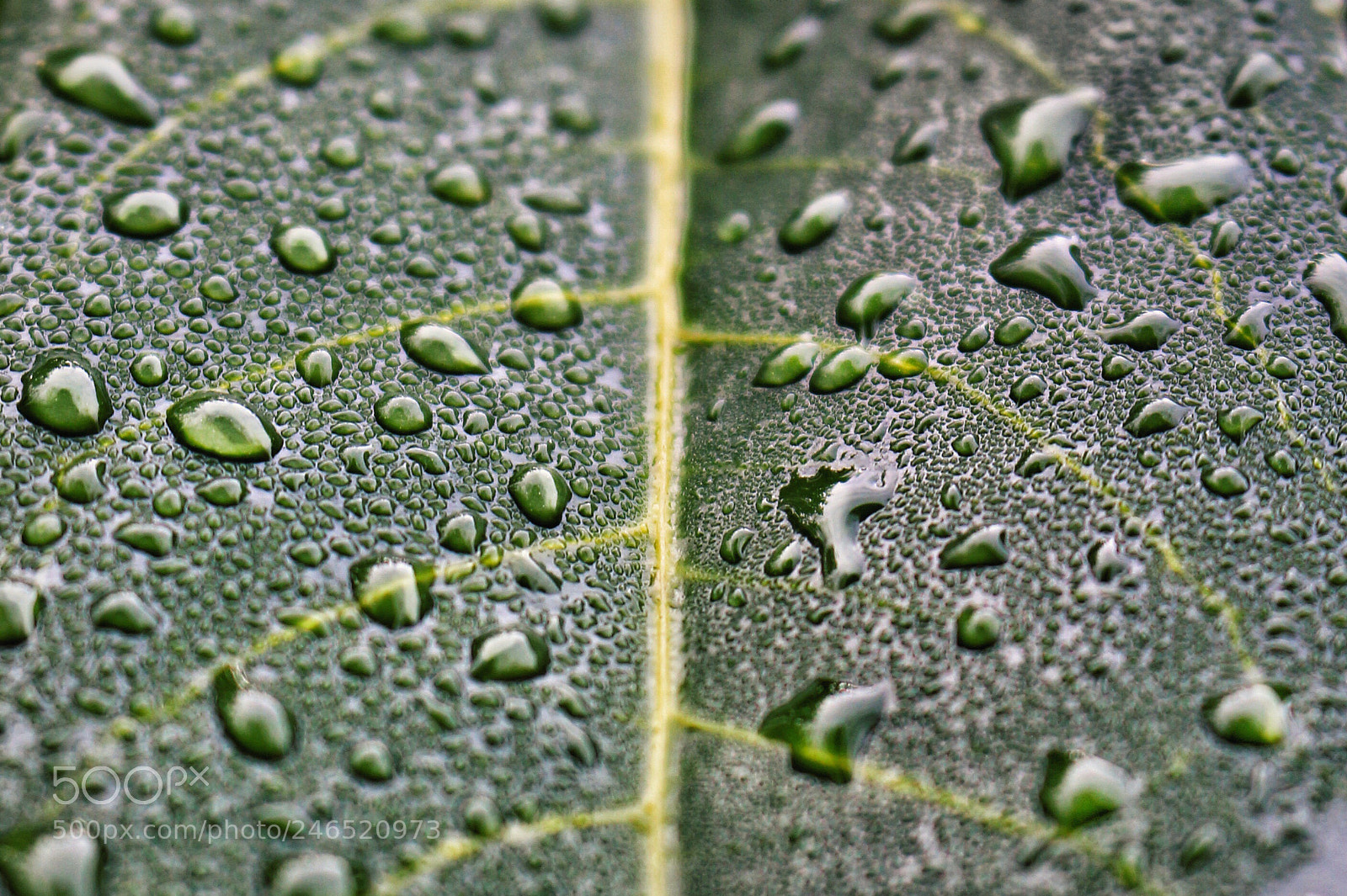 Canon EOS 700D (EOS Rebel T5i / EOS Kiss X7i) sample photo. Texture photography