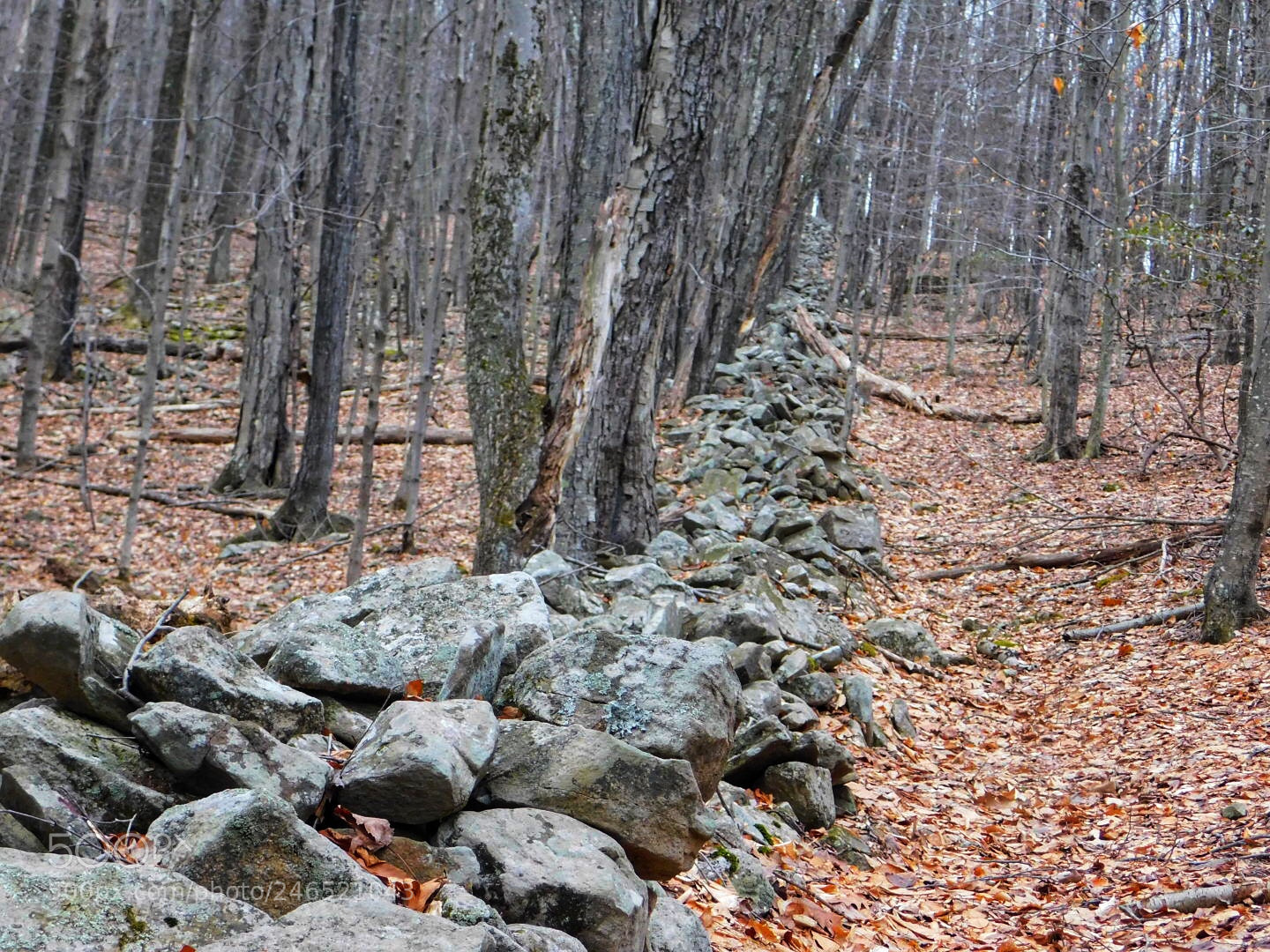 Nikon Coolpix B500 sample photo. In the forest photography