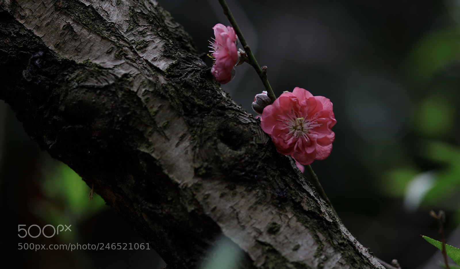 Canon EOS 5DS R sample photo. Shy photography