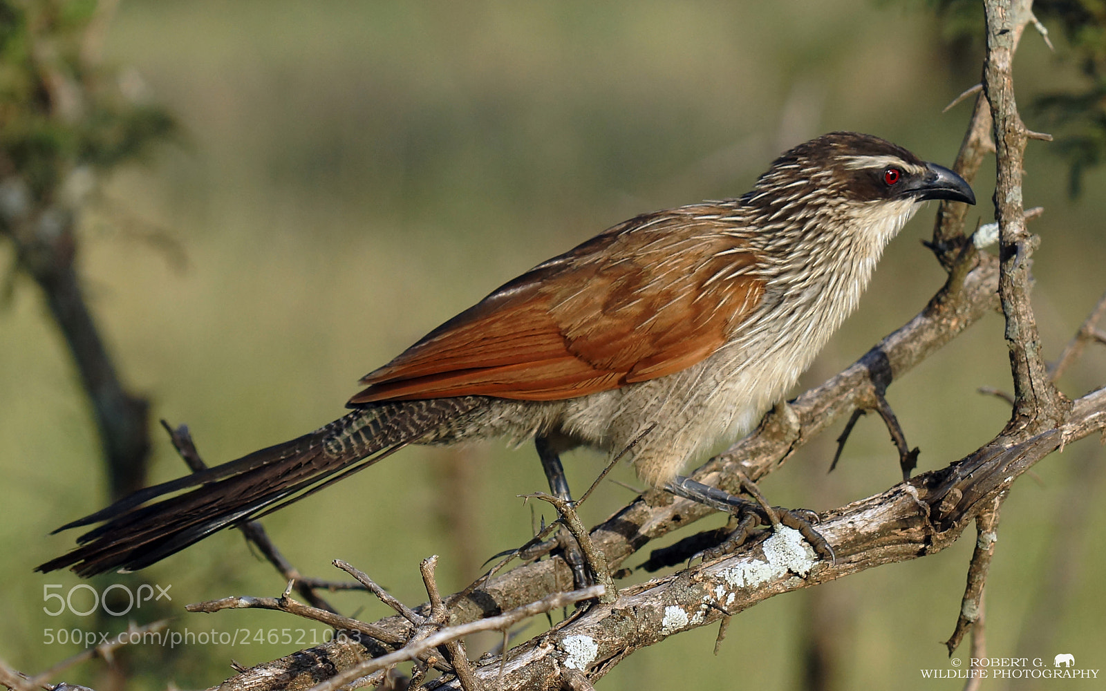 Sony SLT-A77 sample photo. African cuckoo photography