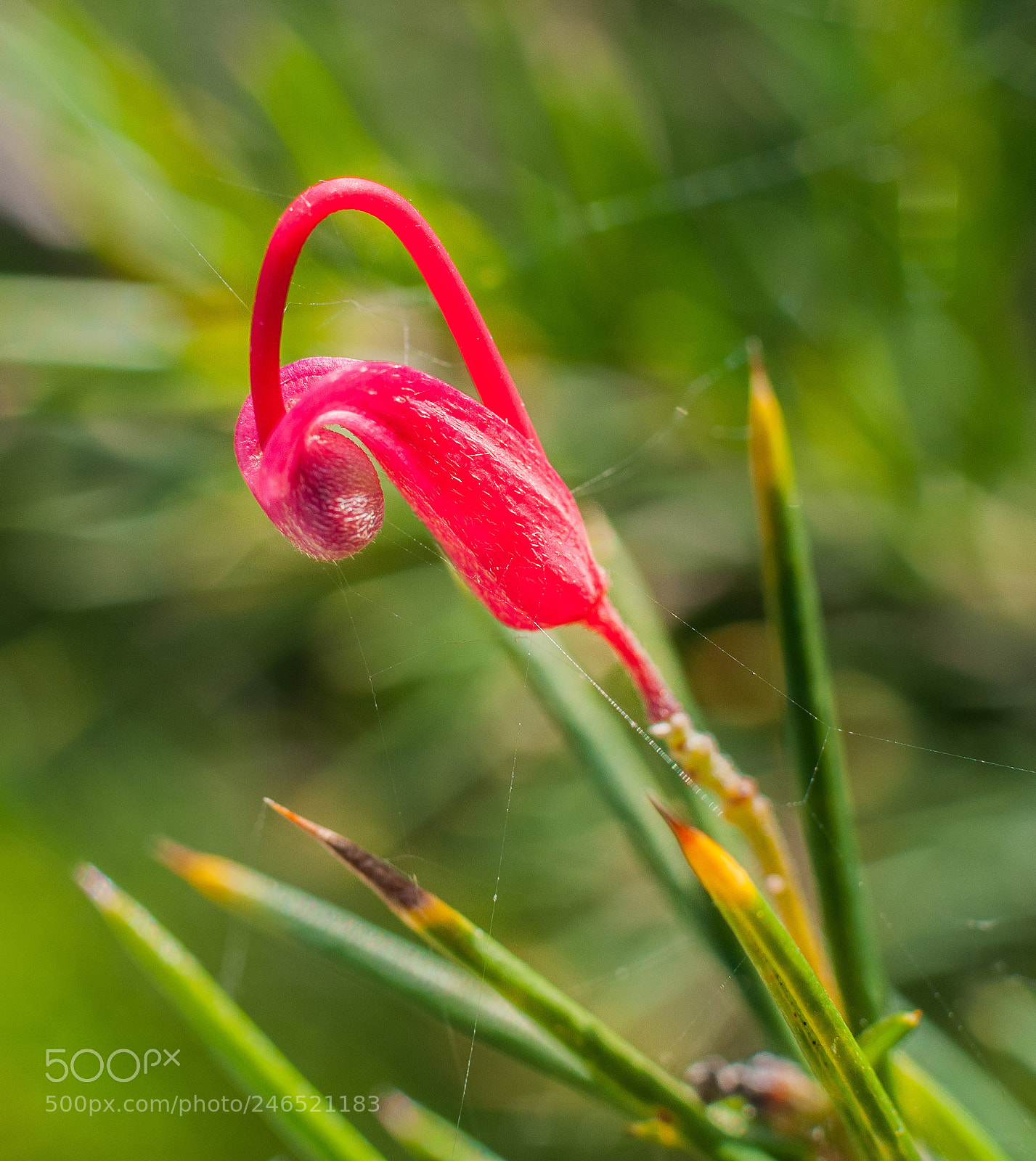 Nikon D90 sample photo. Flower photography