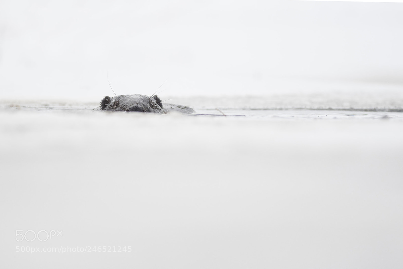 Nikon D500 sample photo. Icy beaver photography