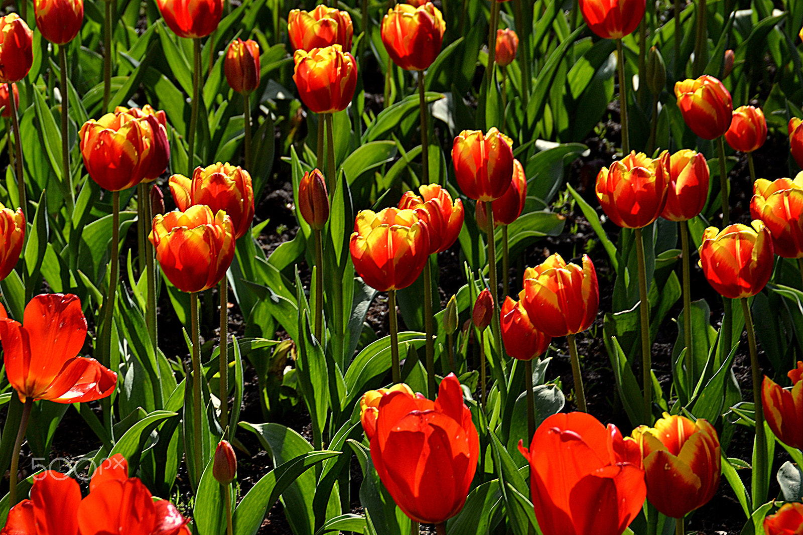 Nikon D3100 sample photo. Tulipas photography
