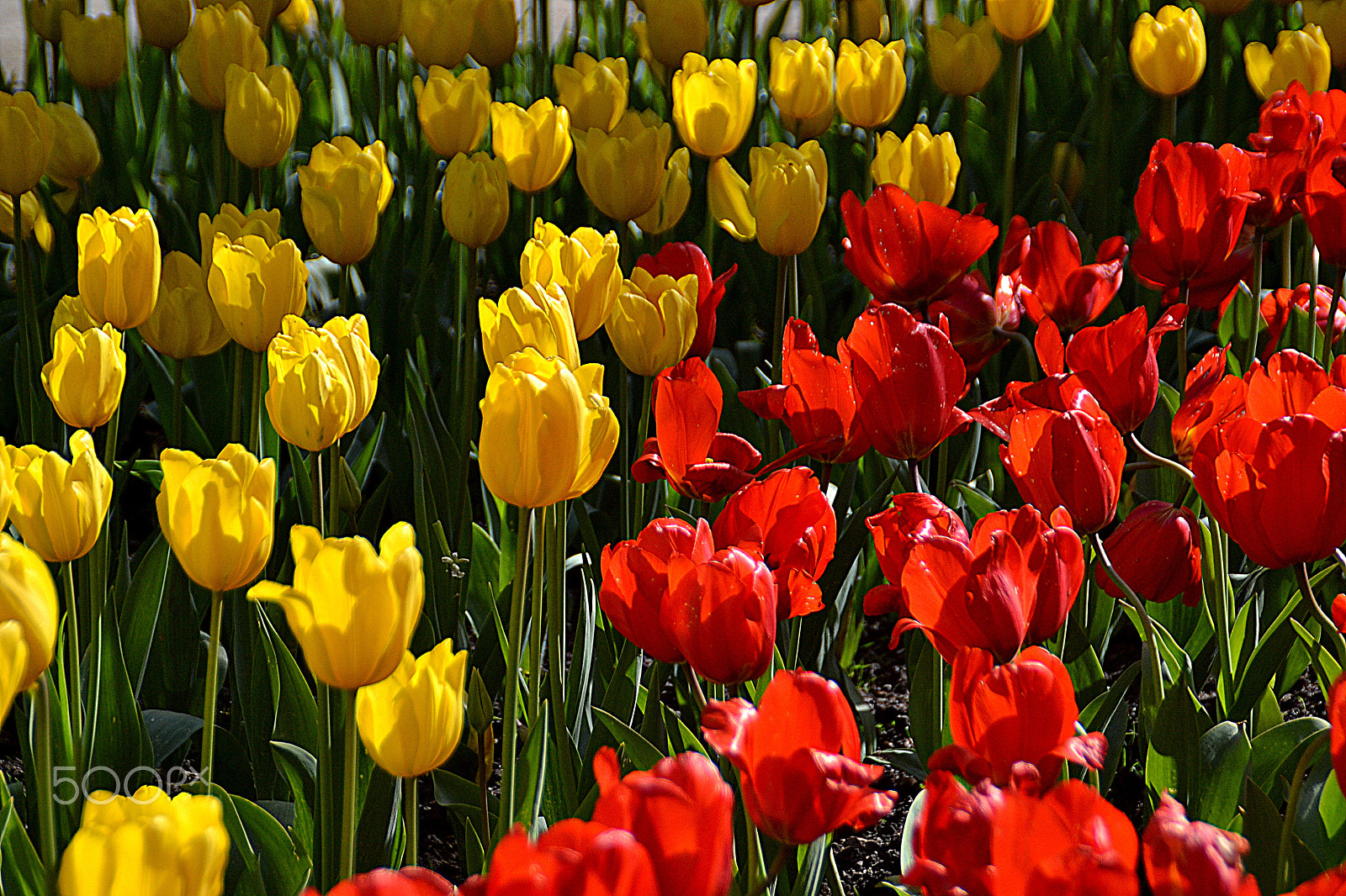 Nikon D3100 sample photo. Tulipas photography