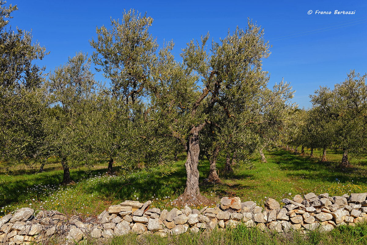 Nikon D610 sample photo. Olive trees photography