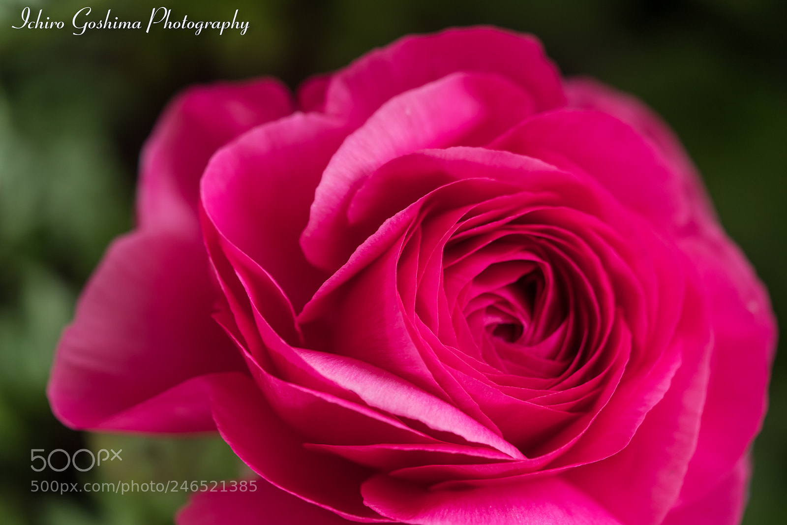 Sony a7R III sample photo. Ranunculus photography