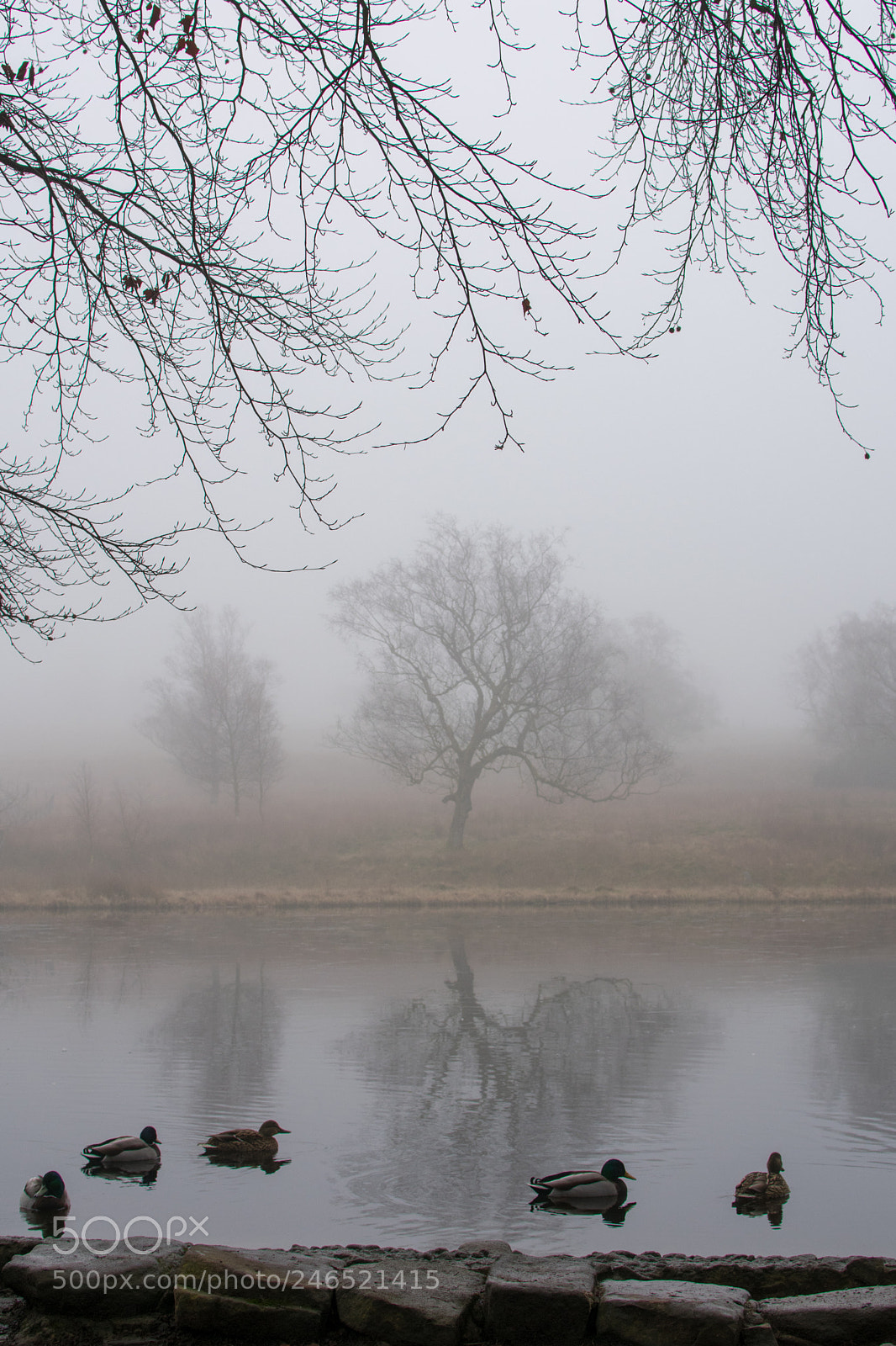 Nikon D3400 sample photo. Single tree relfection photography