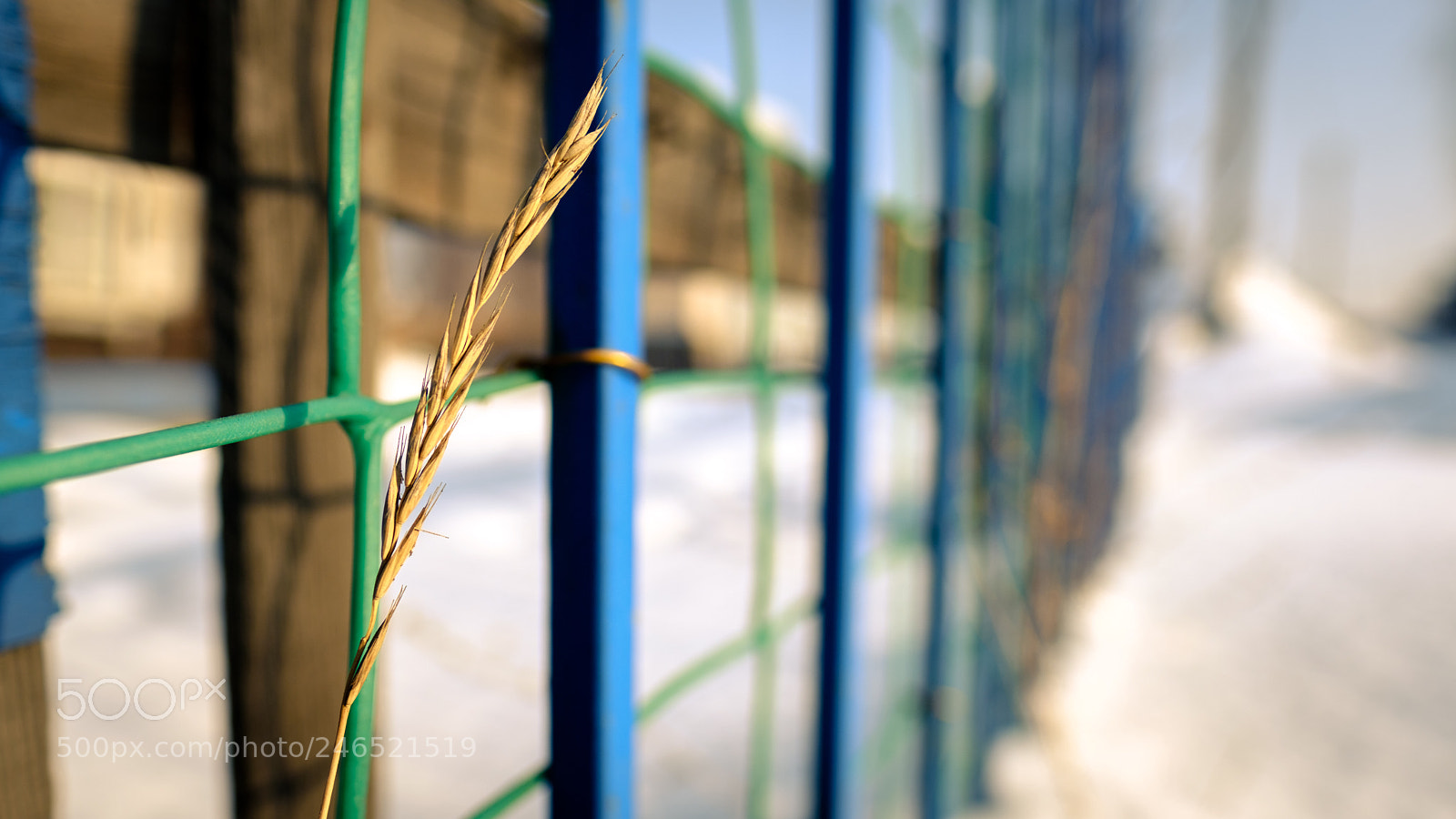 Fujifilm X-T2 sample photo. Dry stem of grass photography