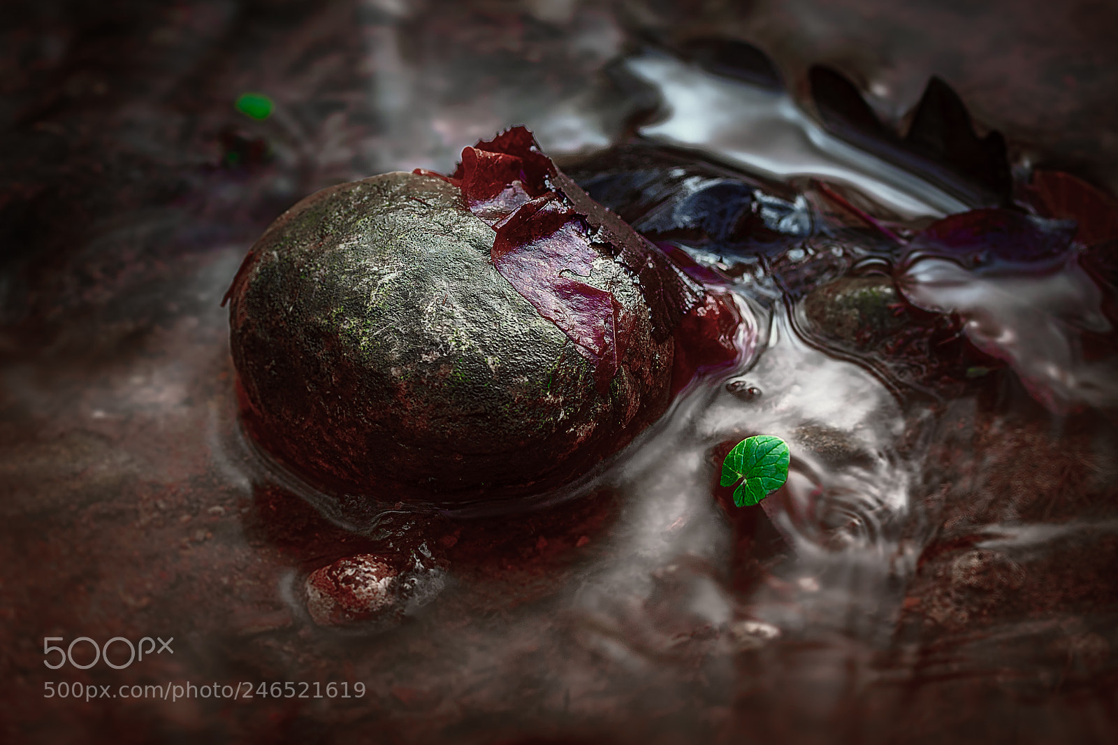 Canon EOS 50D sample photo. Stone, water,leaf photography