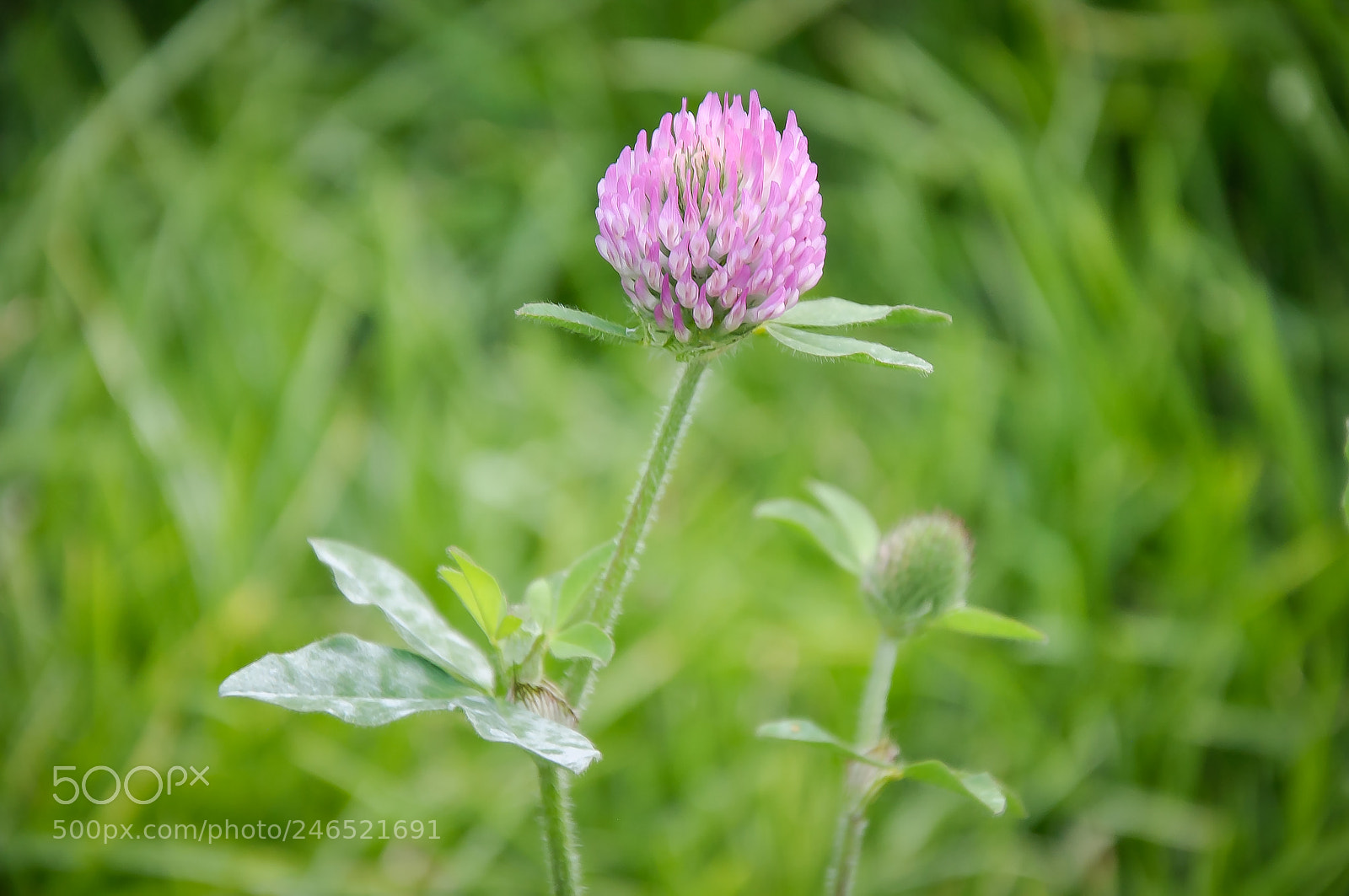 Nikon D90 sample photo. Wonderful flower photography