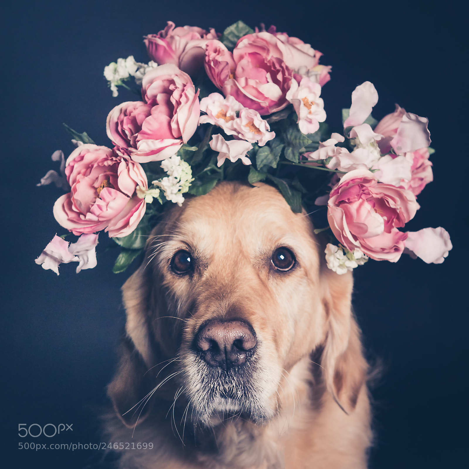 Canon EOS 6D Mark II sample photo. Golden retriever dog in photography