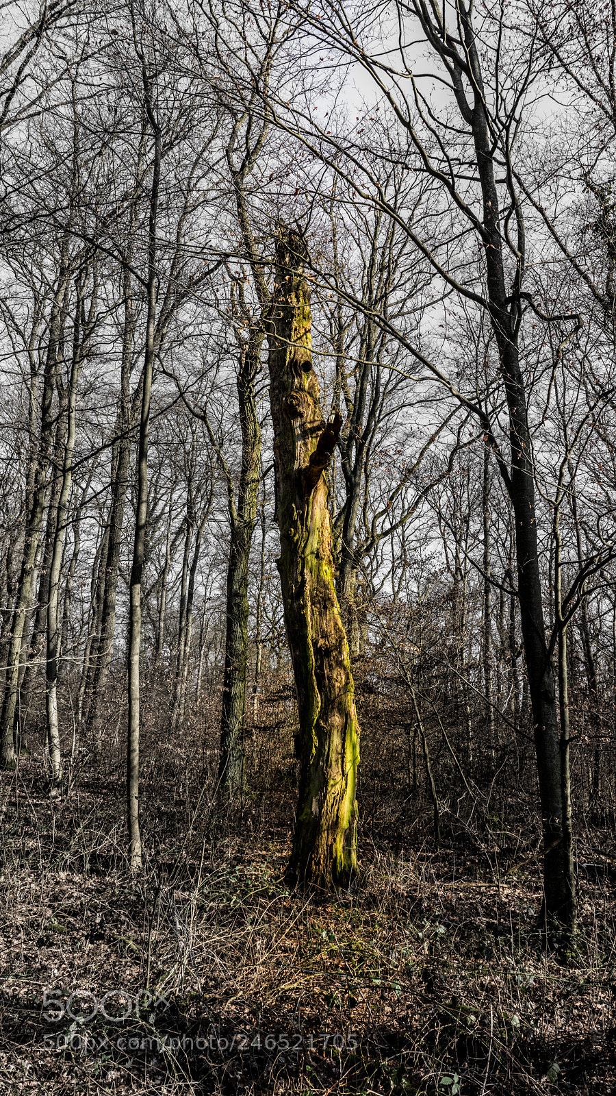 Sony a7R sample photo. Last one of his photography
