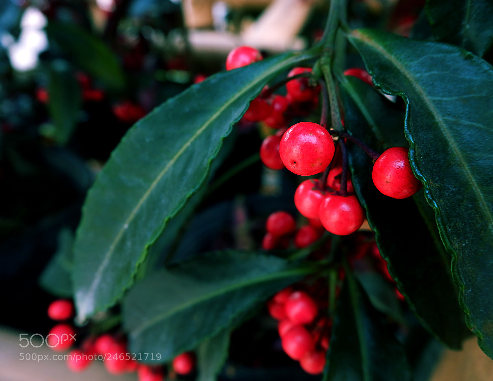 Fujifilm X-A10 sample photo. Coffee branch photography