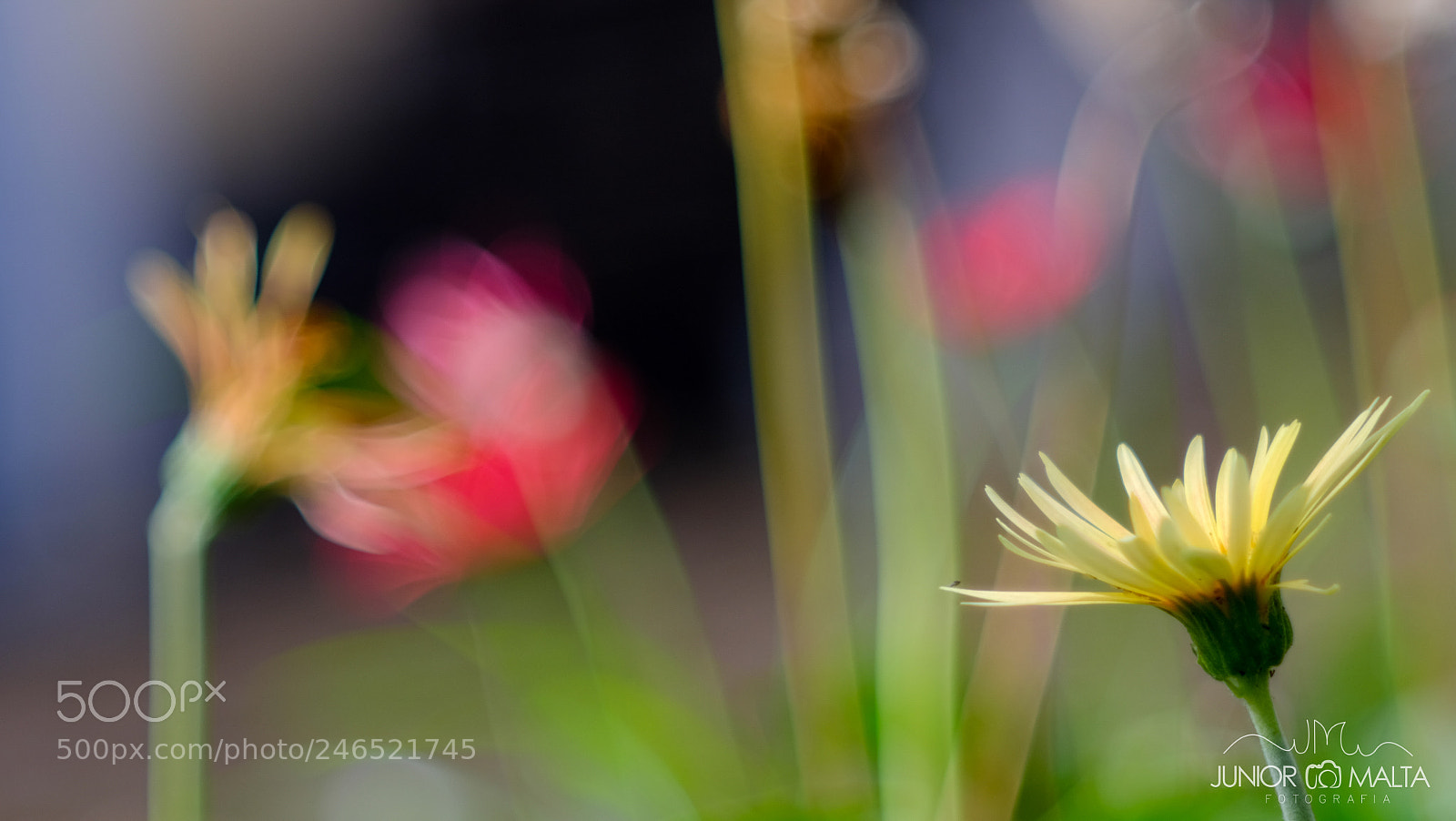 Fujifilm X-E2S sample photo. Bokeh. photography