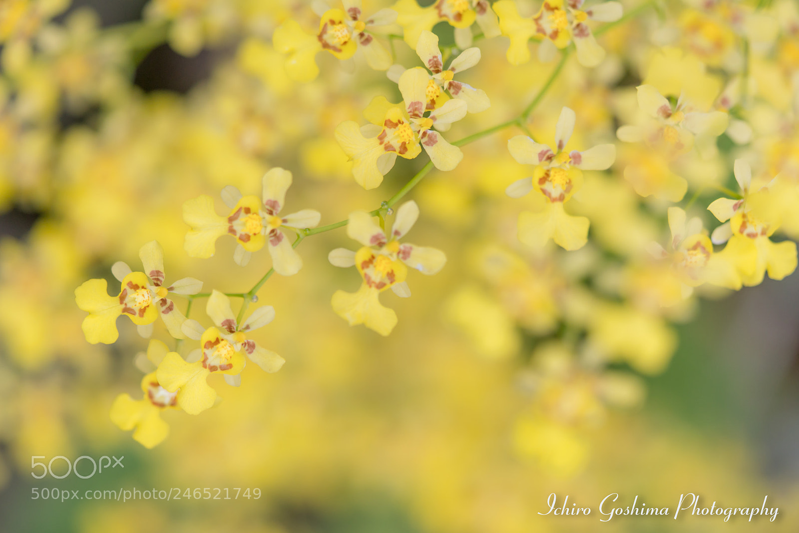 Sony a7R III sample photo. Orchid photography