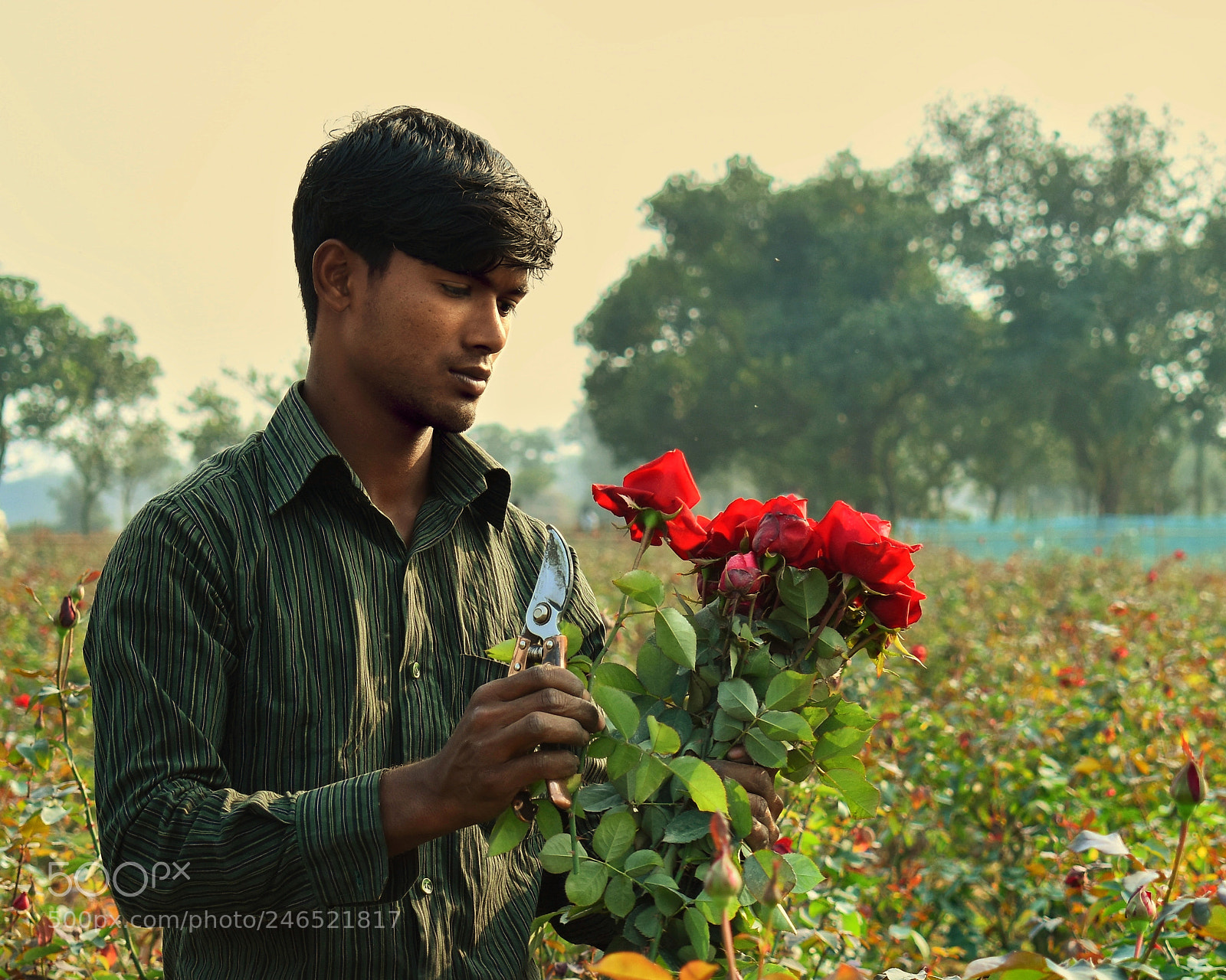 Nikon D7200 sample photo. Flowers photography