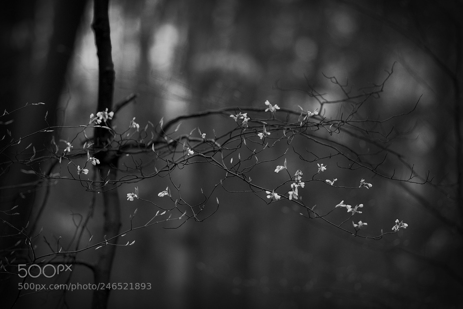 Nikon D600 sample photo. Spring soon.. photography