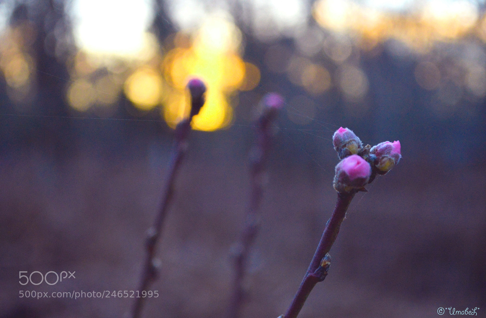 Nikon D3200 sample photo. Bouton photography