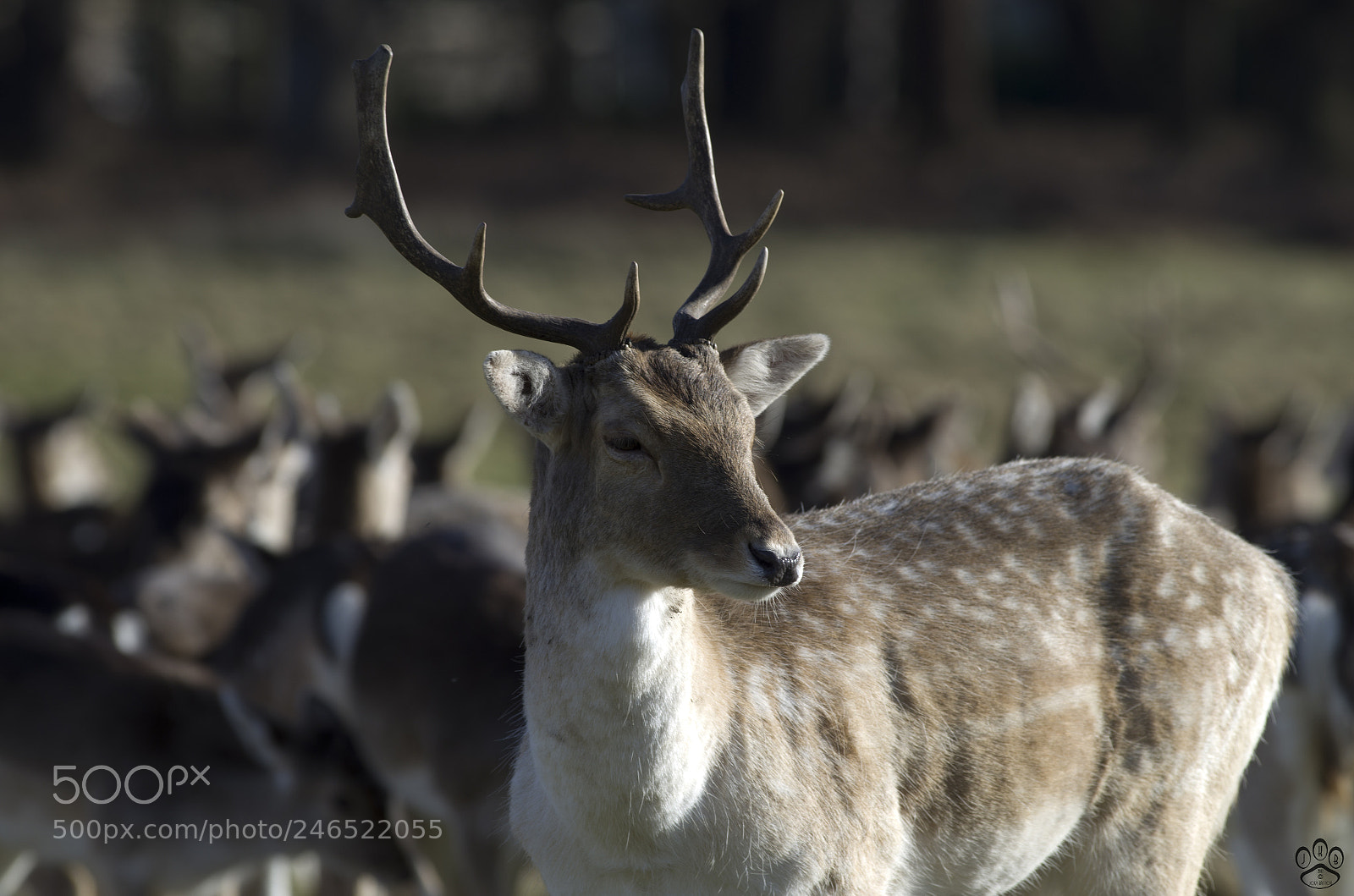 Pentax K-50 sample photo. In the pack photography