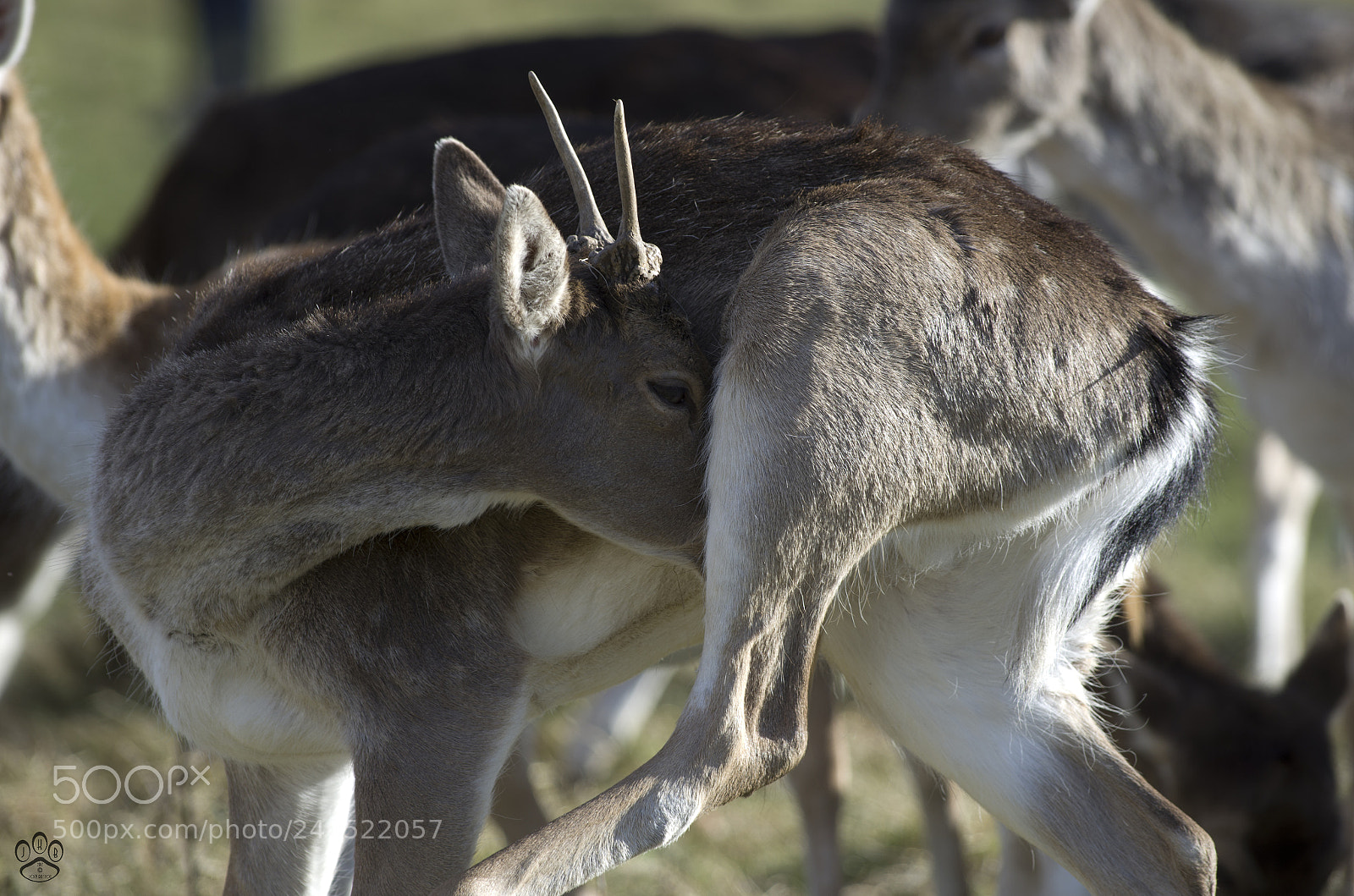Pentax K-50 sample photo. Itch to scratch photography