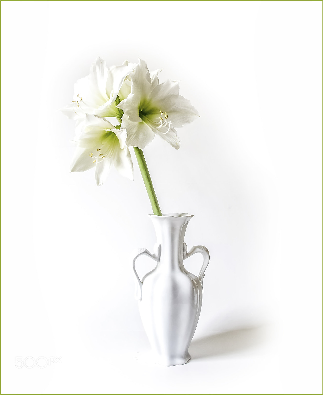 Canon EOS 60D sample photo. Kerstins amaryllis on a photography