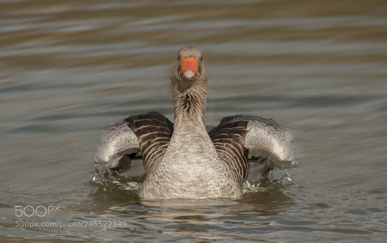 Canon EOS 50D sample photo. Dutch airlines photography