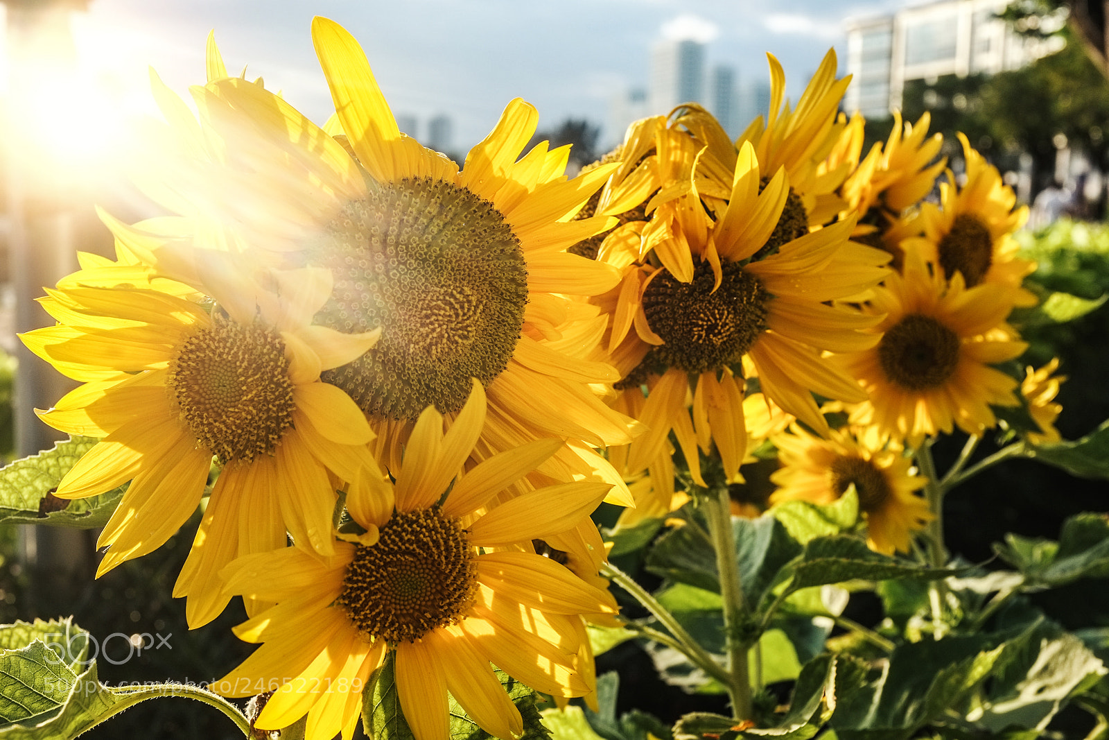 Fujifilm FinePix X100 sample photo. Sunny photography