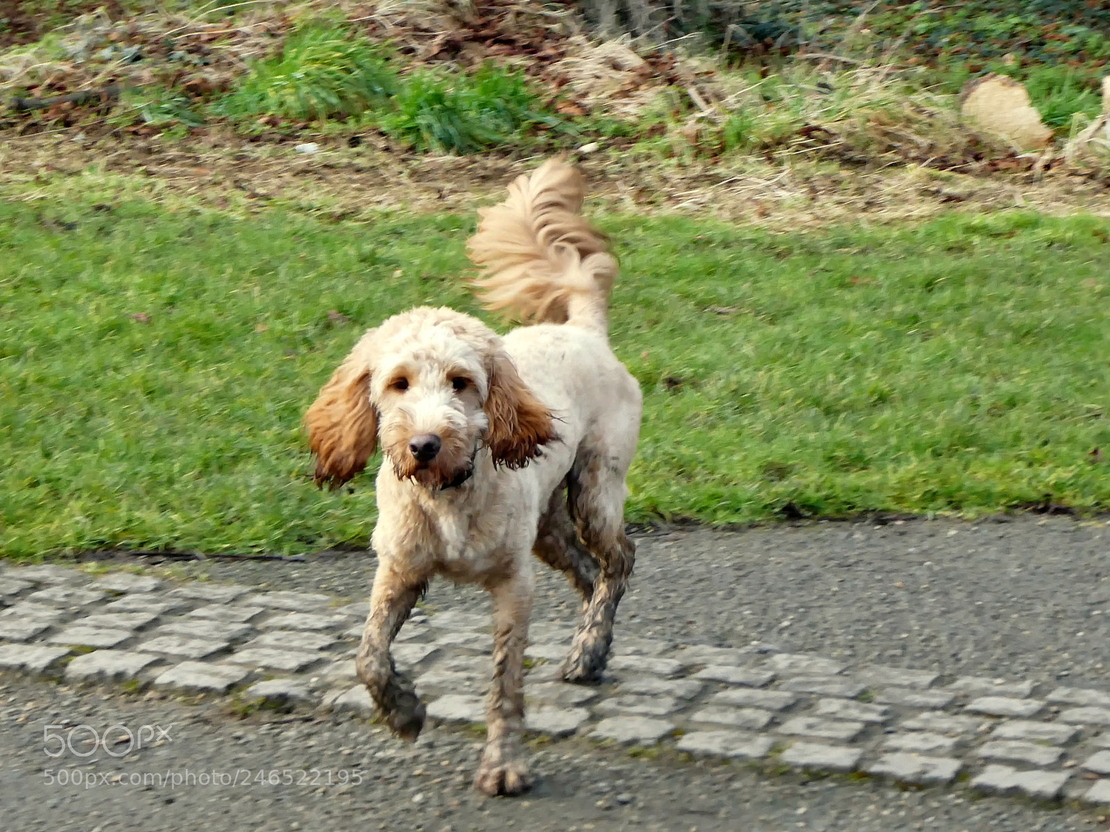 Panasonic DMC-TZ81 sample photo. Playing in the mud. photography