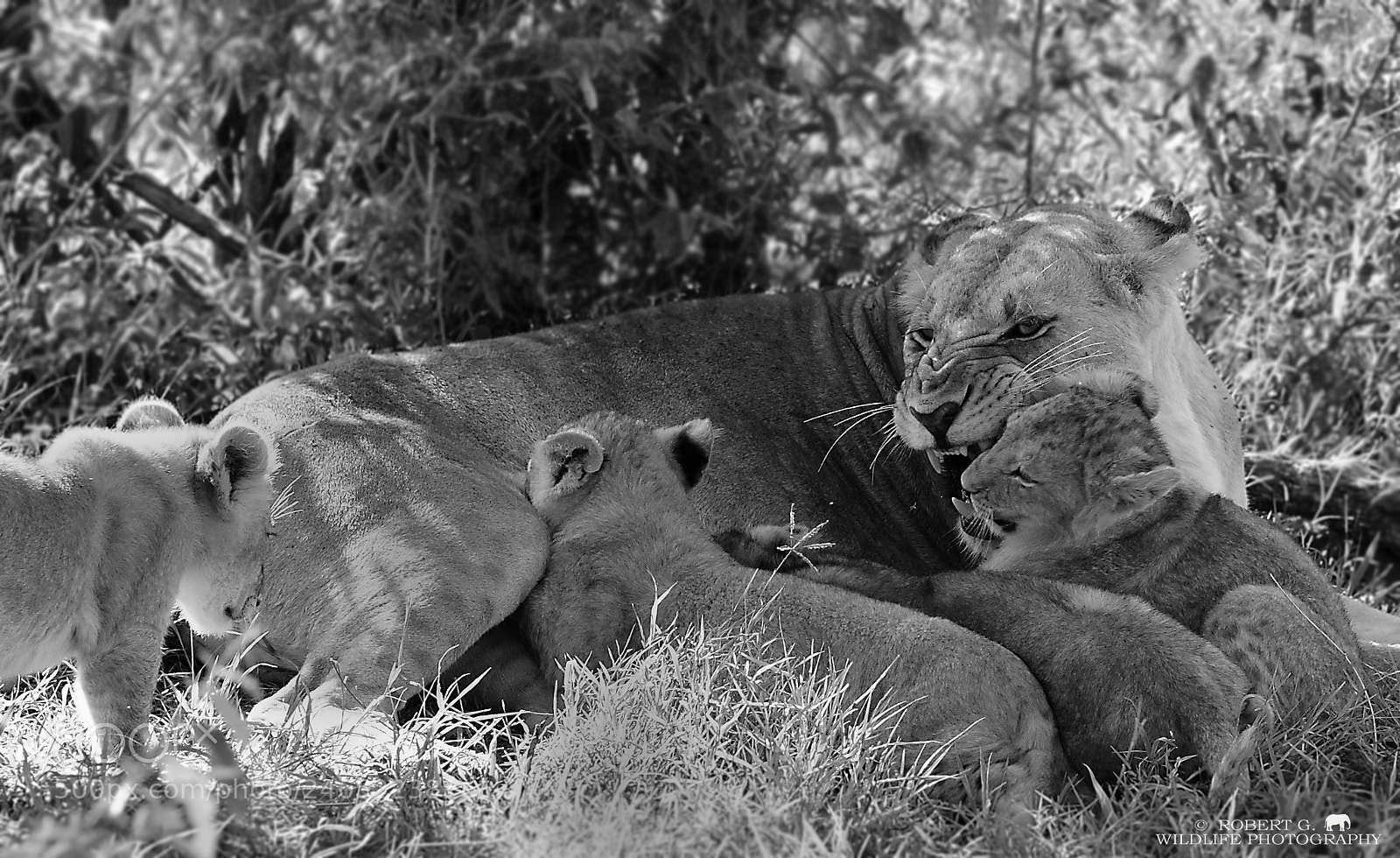 Sony Alpha DSLR-A700 sample photo. Lion family photography