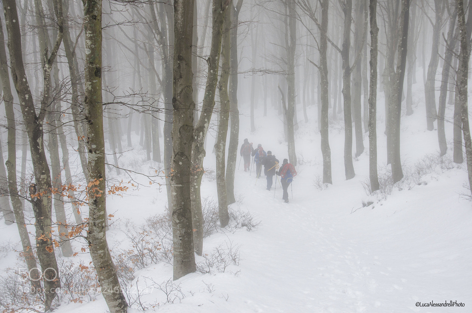Nikon D90 sample photo. White forest photography