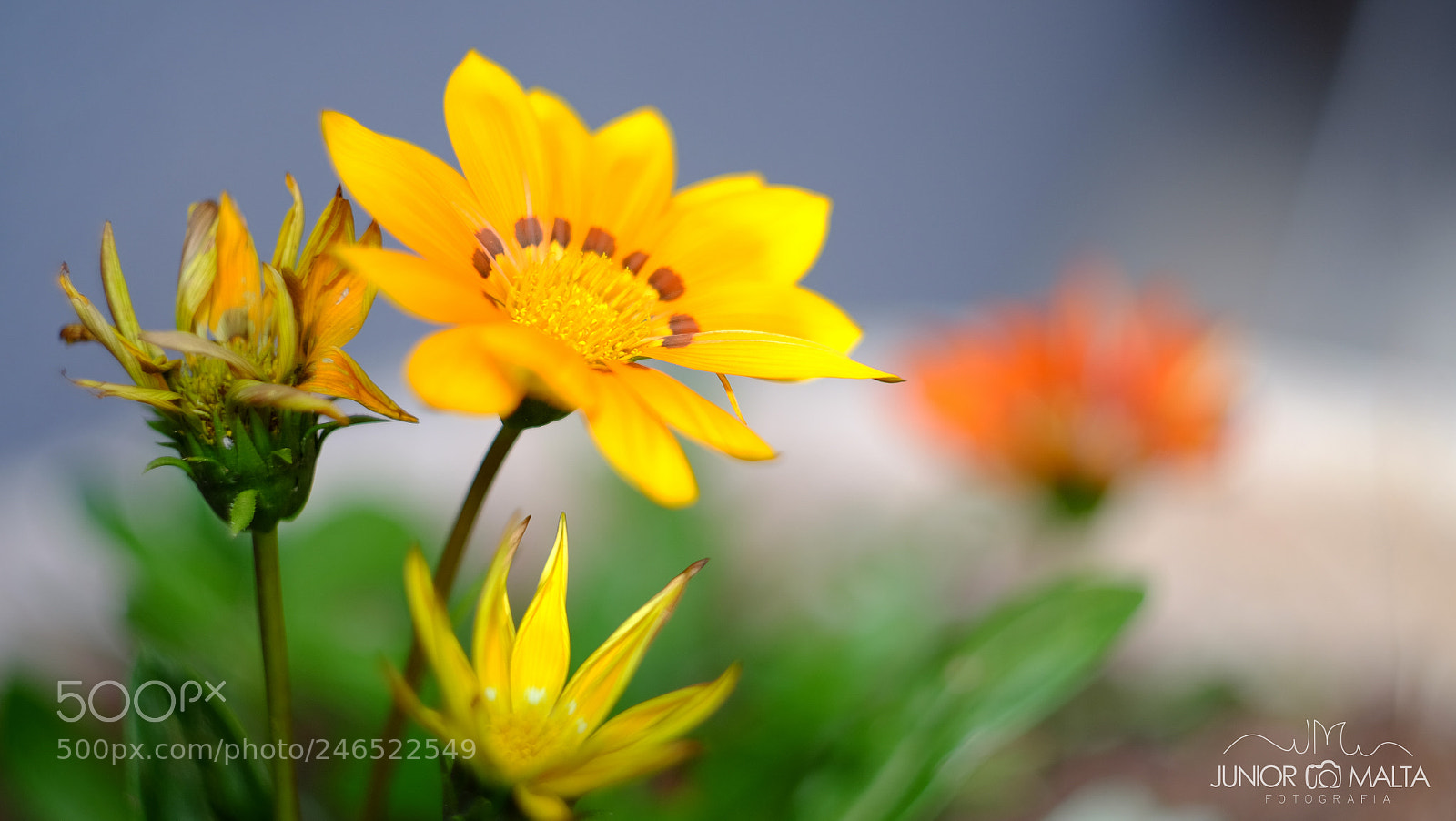 Fujifilm X-E2S sample photo. Bokeh. photography