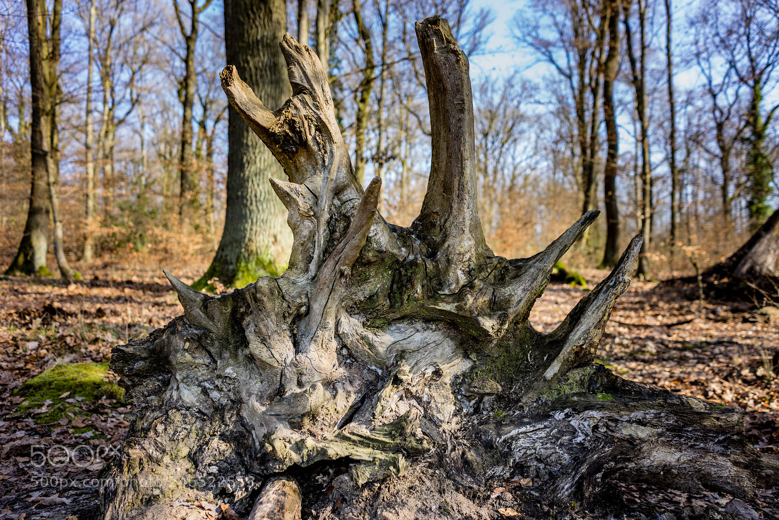 Sony a7R sample photo. Stegosaurus tree photography