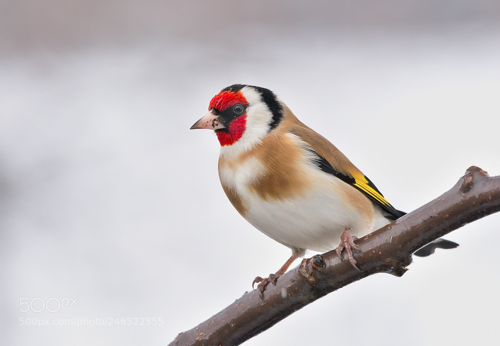 Nikon D7200 sample photo. Goldfinch photography