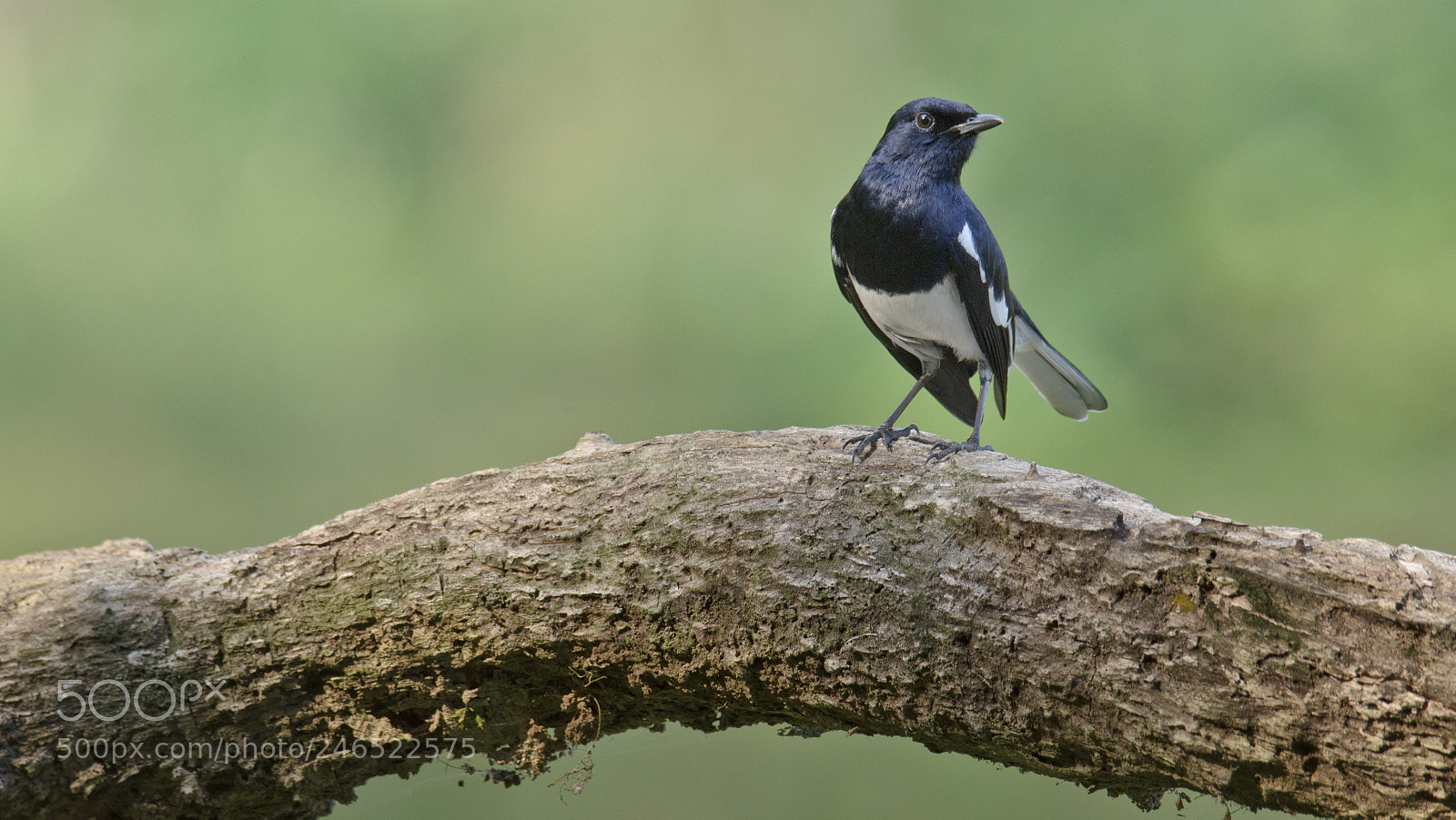 Nikon D5100 sample photo. Bird-12 photography