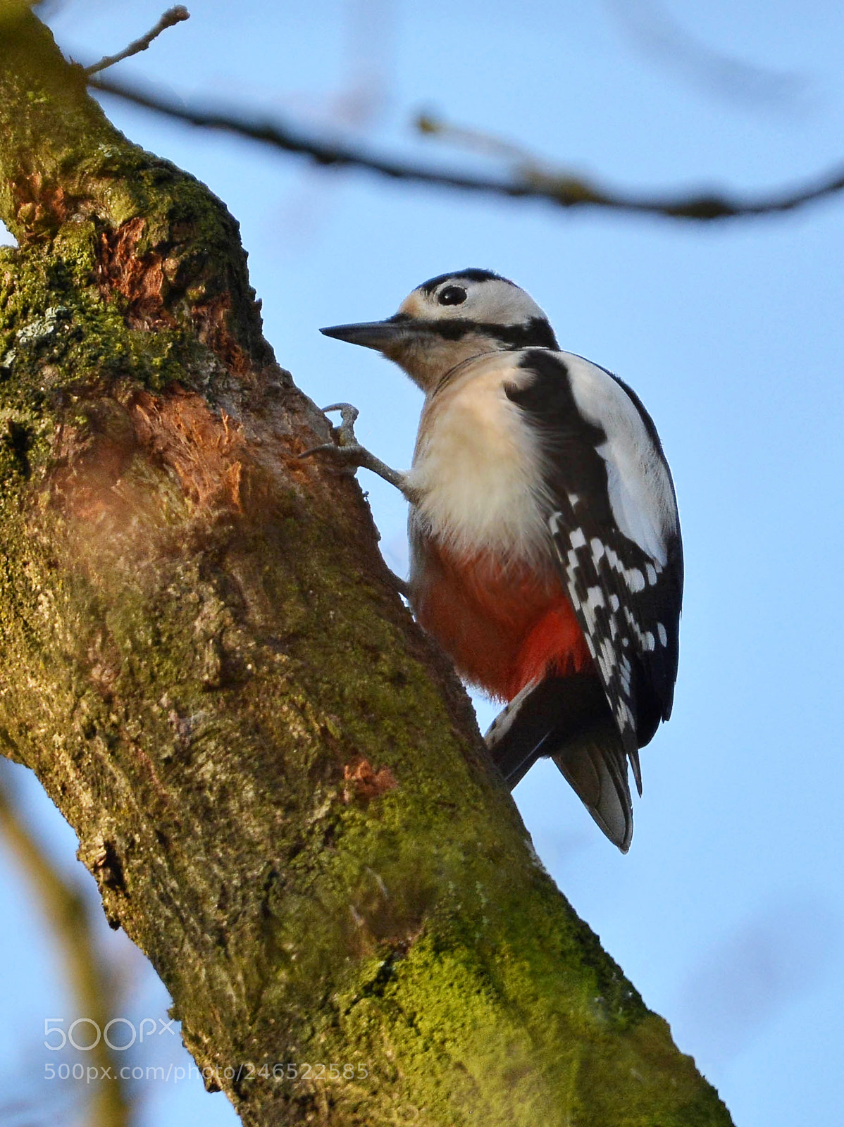 Nikon D7100 sample photo. Great spotted woodpecker photography