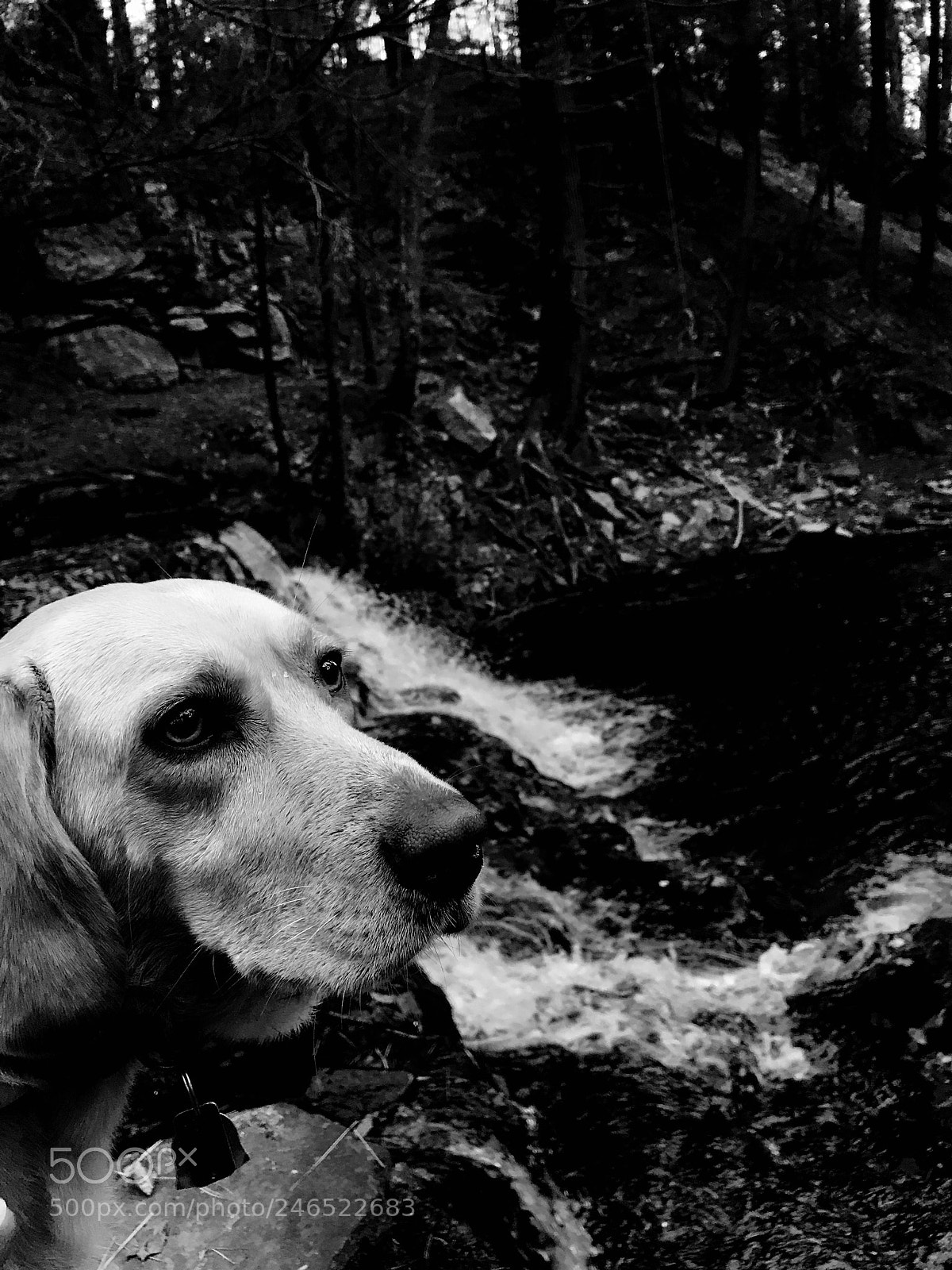 Apple iPhone 7 Plus sample photo. Piper black and white photography