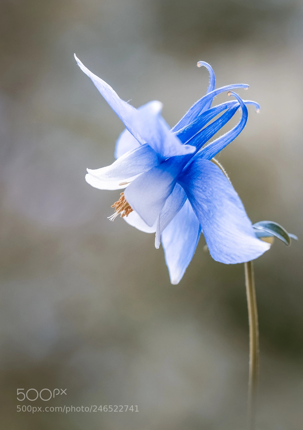 Canon EOS 550D (EOS Rebel T2i / EOS Kiss X4) sample photo. Columbine photography