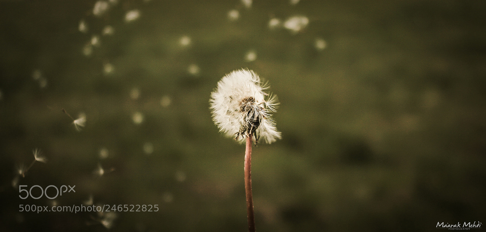 Canon EOS 600D (Rebel EOS T3i / EOS Kiss X5) sample photo. The genus taraxacum : dandelion photography