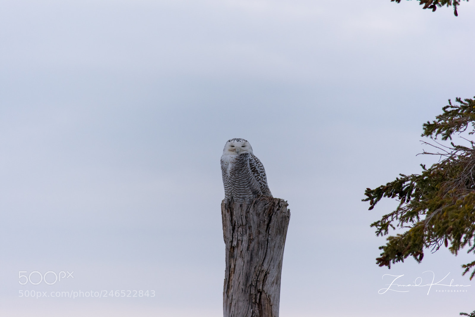 Nikon D3400 sample photo. Snowy owl photography