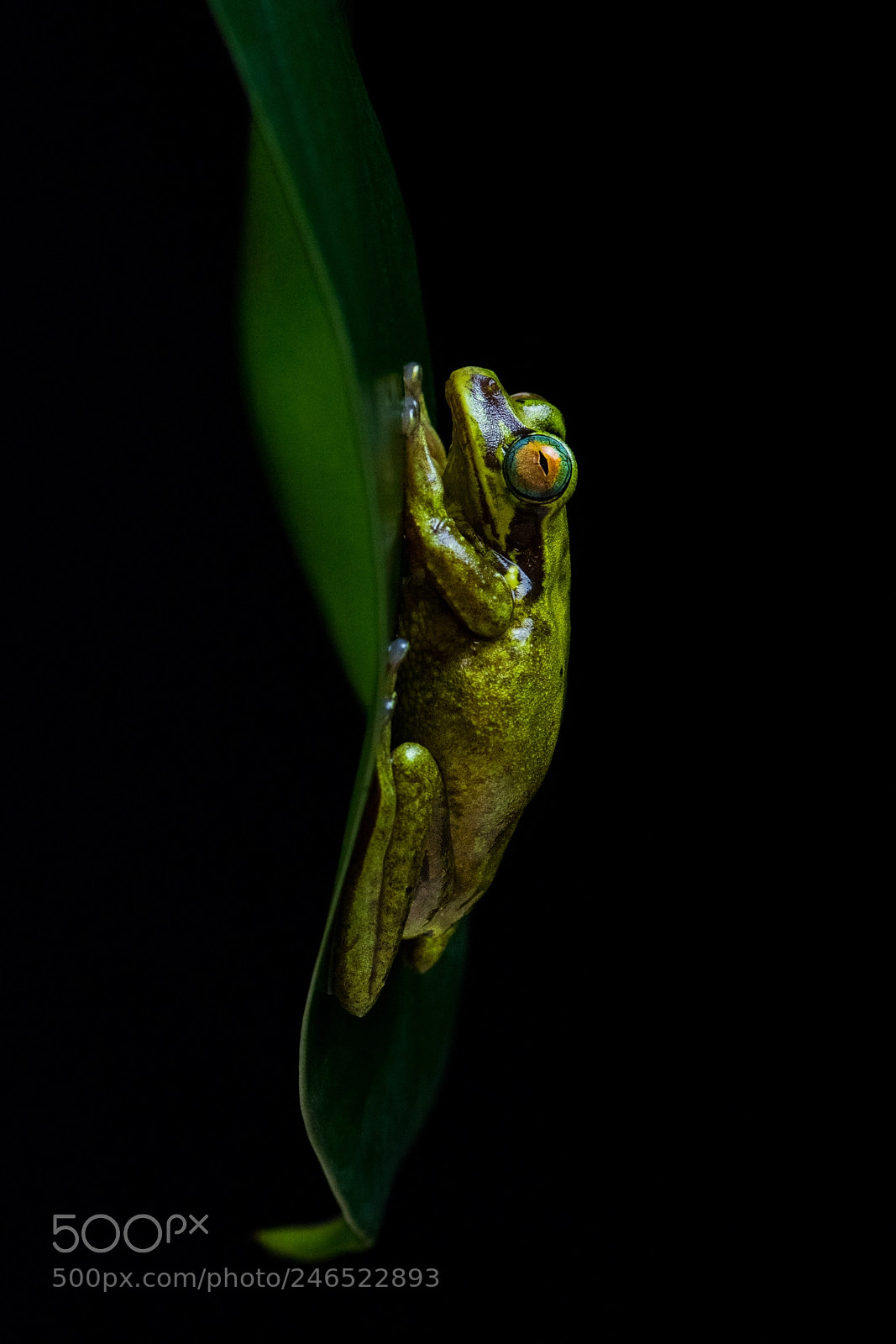 Nikon D500 sample photo. Treasury island tree frog photography