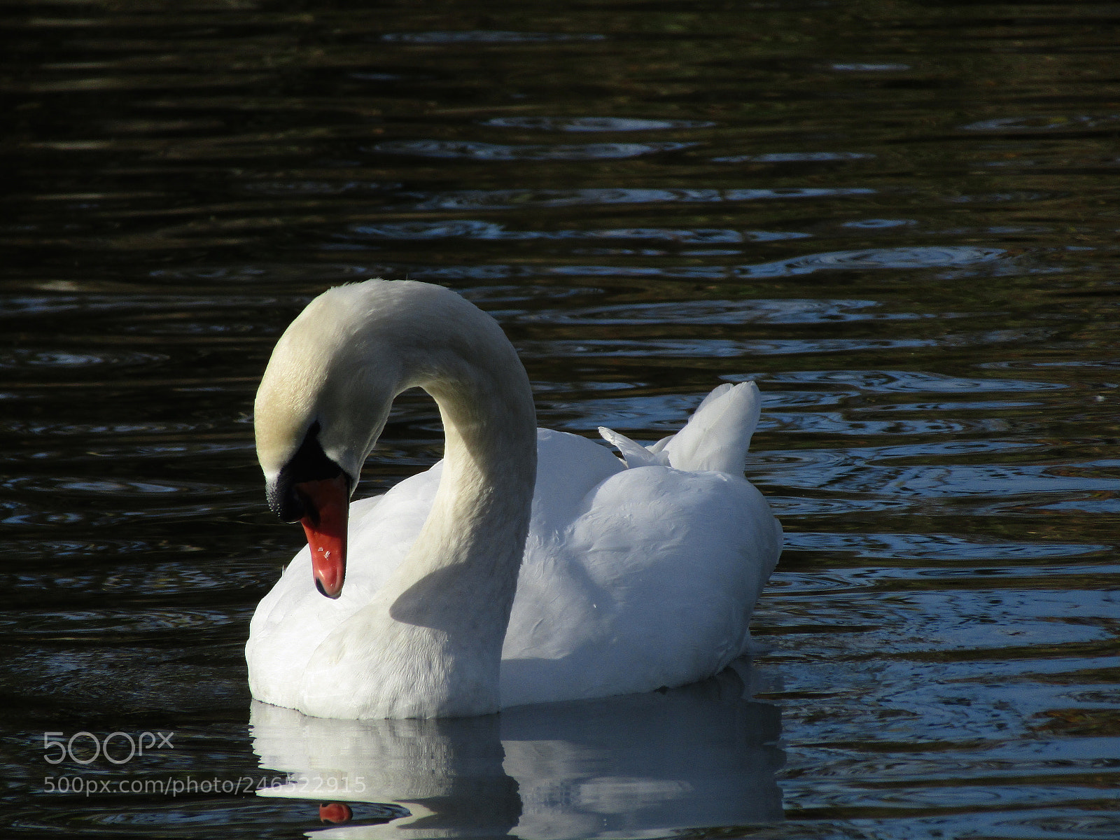 Canon PowerShot SX410 IS sample photo. Donau swan photography