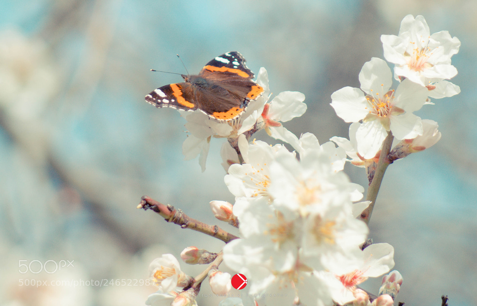 Sony SLT-A58 sample photo. Butterfly and almond flower photography
